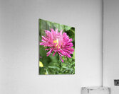 IMG 1104 4 Acrylic Print