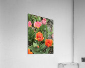 IMG 1626 Acrylic Print