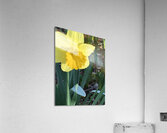IMG 1449 2 Acrylic Print