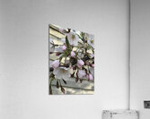 IMG 1489 2 Acrylic Print