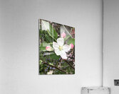 IMG 1533 Acrylic Print