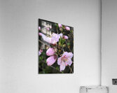 IMG 1468 2 Acrylic Print