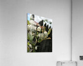 IMG 0779 2 Acrylic Print