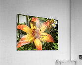 IMG 0933 2 Acrylic Print