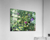IMG 1094 3 Acrylic Print