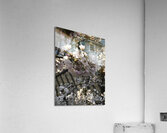 IMG 1491 2 Acrylic Print