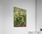 IMG 1080 3 Acrylic Print