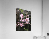 IMG 1492 2 Acrylic Print