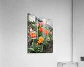 IMG 1628 Acrylic Print
