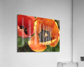 IMG 0734 Acrylic Print