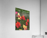 IMG 0771 2 Acrylic Print