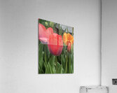 IMG 0722 2 Acrylic Print