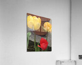IMG 0752 Acrylic Print