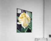 IMG 0685 Acrylic Print