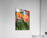 IMG 0721 Acrylic Print