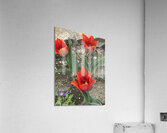IMG 0738 2 Acrylic Print