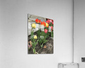 IMG 0746 Acrylic Print