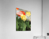 IMG 0716 Acrylic Print