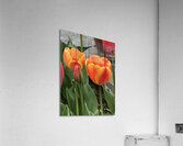 IMG 0721 2 Acrylic Print