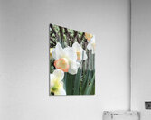 IMG 0701 2 Acrylic Print