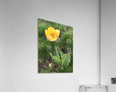 IMG 0760 Acrylic Print