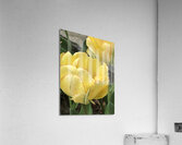 IMG 0728 Acrylic Print