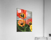 IMG 0715 Acrylic Print