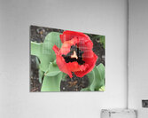 IMG 0733 Acrylic Print