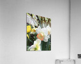 IMG 0703 Acrylic Print
