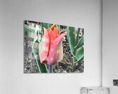 IMG 0679 Acrylic Print