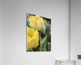 IMG 0729 2 Acrylic Print