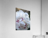 IMG 0827 2 Acrylic Print