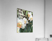 IMG 0702 2 Acrylic Print
