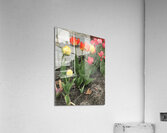 IMG 0746 2 Acrylic Print