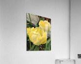 IMG 0730 2 Acrylic Print