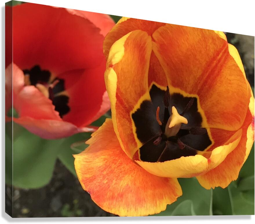 IMG 0734 Canvas Print
