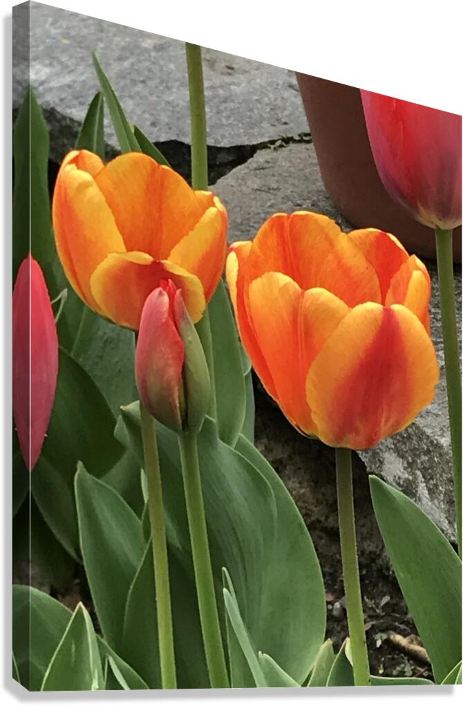 IMG 0721 Canvas Print