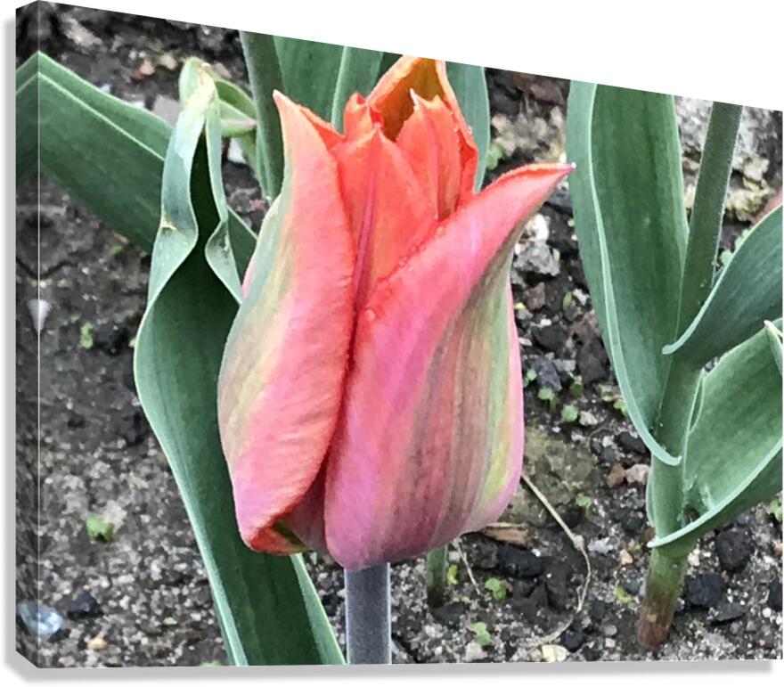 IMG 0679 Canvas Print