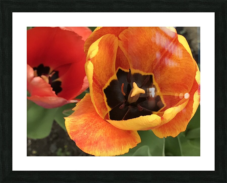IMG 0734 Picture Frame print