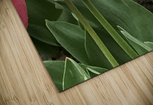 IMG 0721 Diana Samir Bayoumi puzzle