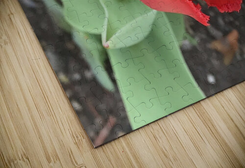 IMG 0733 Diana Samir Bayoumi puzzle