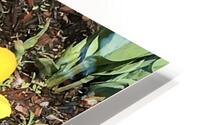IMG 1527 HD Metal print