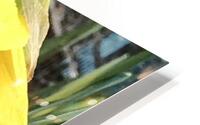 IMG 1285 2 HD Metal print