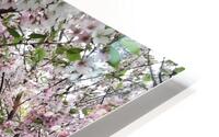 IMG 1550 HD Metal print