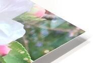 IMG 1537 HD Metal print