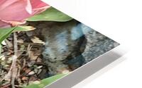 IMG 1626 HD Metal print
