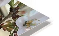 IMG 1489 2 HD Metal print