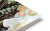IMG 0701 2 HD Metal print