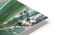 IMG 0679 HD Metal print