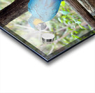 Macaws Acrylic print